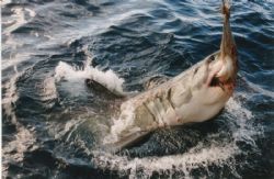 A Great White grabing a tuna bait Neptune Islands SA by Peter Simpson 